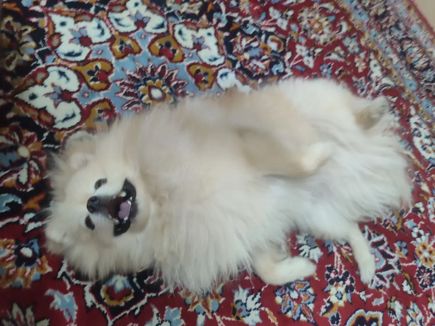 سگ پامیرین عروسکی|سگ|بندرعباس, |دیوار