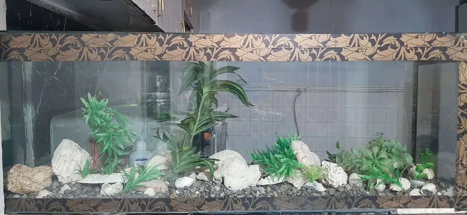 اکوریم|ماهی|نسیم‌شهر, |دیوار