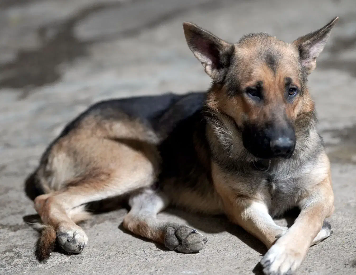 سگ نر ژرمن ورک لاین|سگ|صحنه, |دیوار