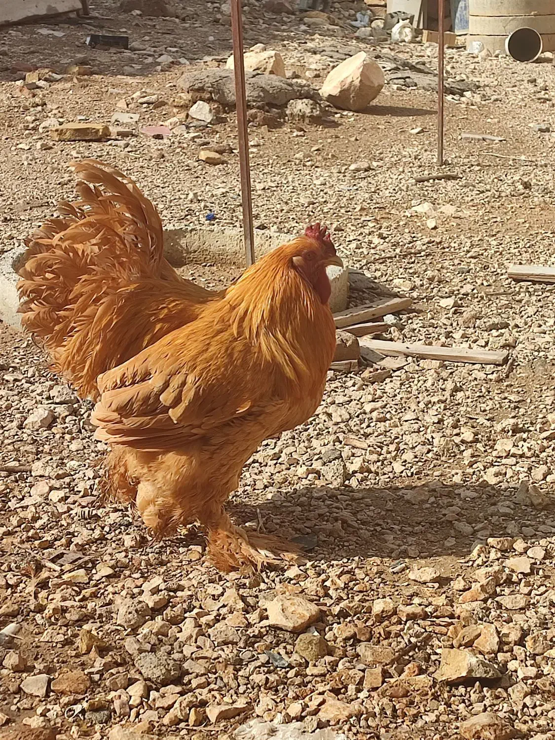 تخم مرغ نطفه دار زینتی برهما و کوشین|حیوانات مزرعه|شیراز, رکنآباد|دیوار