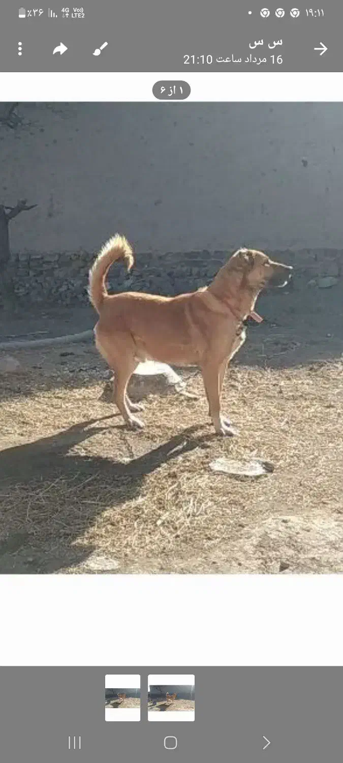 سگگلهاینر|سگ|خواجه, |دیوار