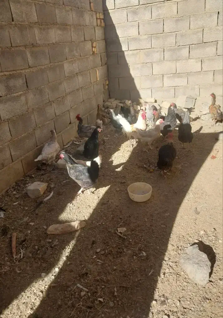 مرغ بومی|حیوانات مزرعه|پادنا, |دیوار