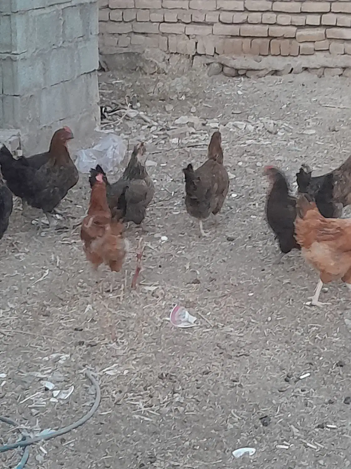 مرغ .تعدادی فریح ۷ماهه .جوان تازه تخم میزارن|حیوانات مزرعه|مرند, |دیوار