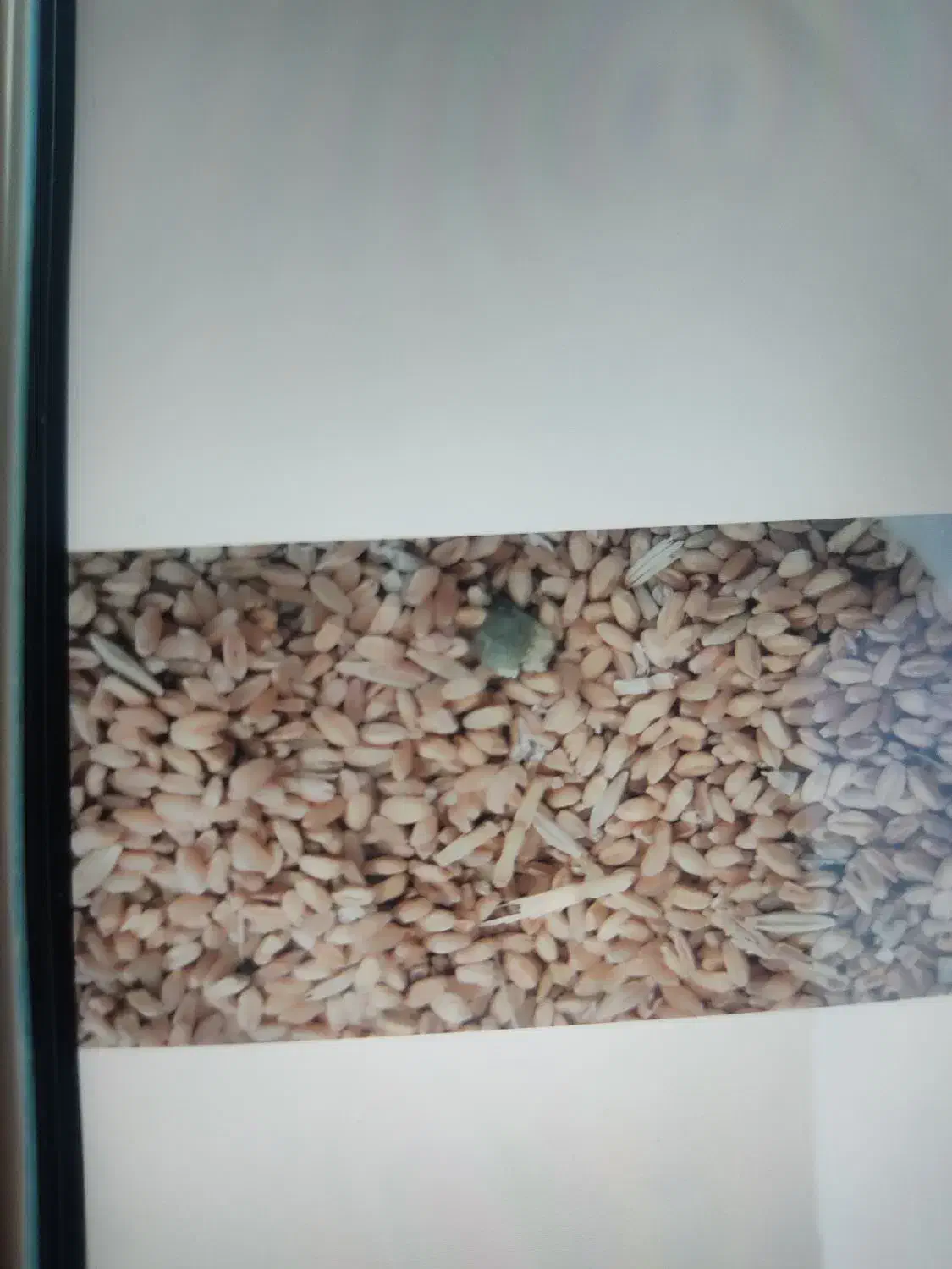 گندم دامی|لوازم جانبی حیوانات|ایوان, |دیوار