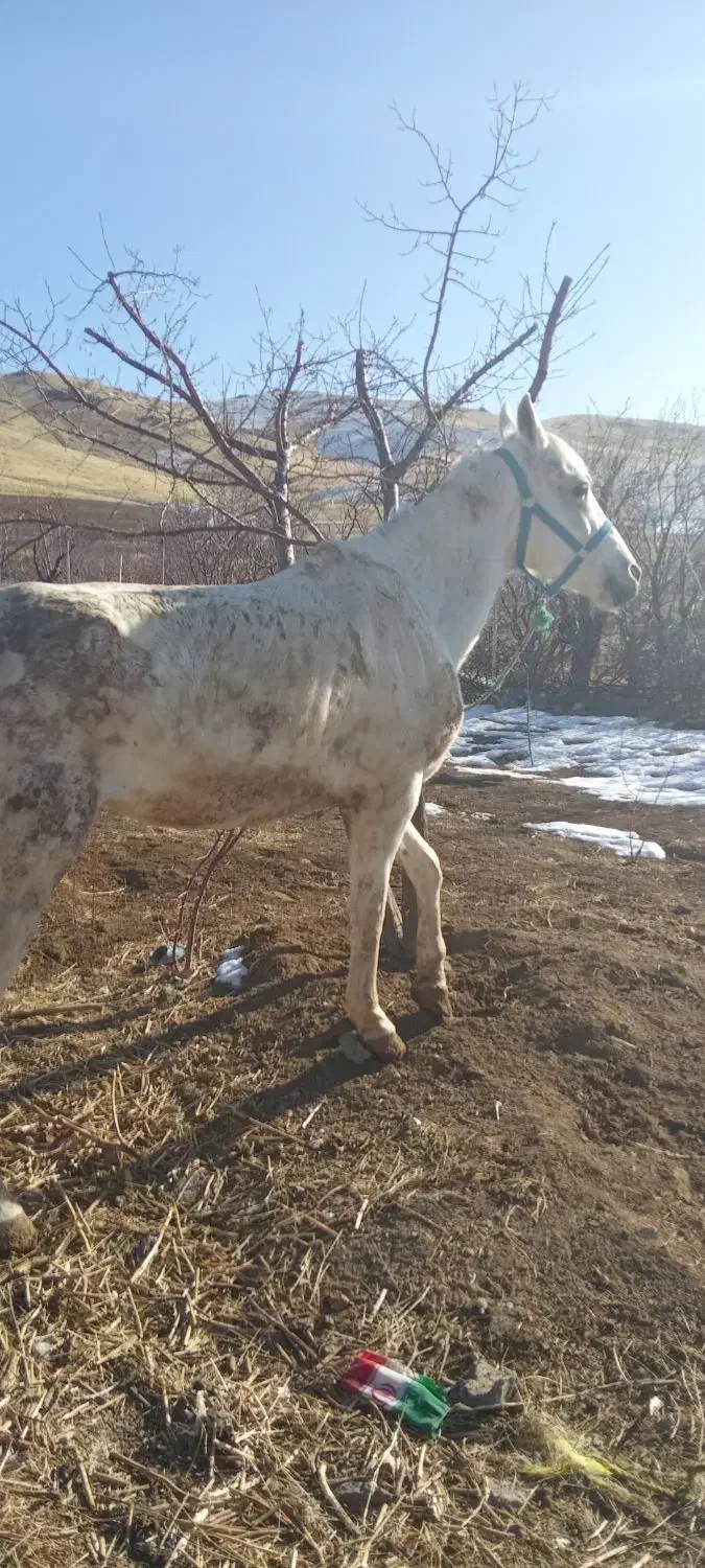 اسب مادیان سفید|اسب و تجهیزات اسب‌سواری|زنجان, |دیوار