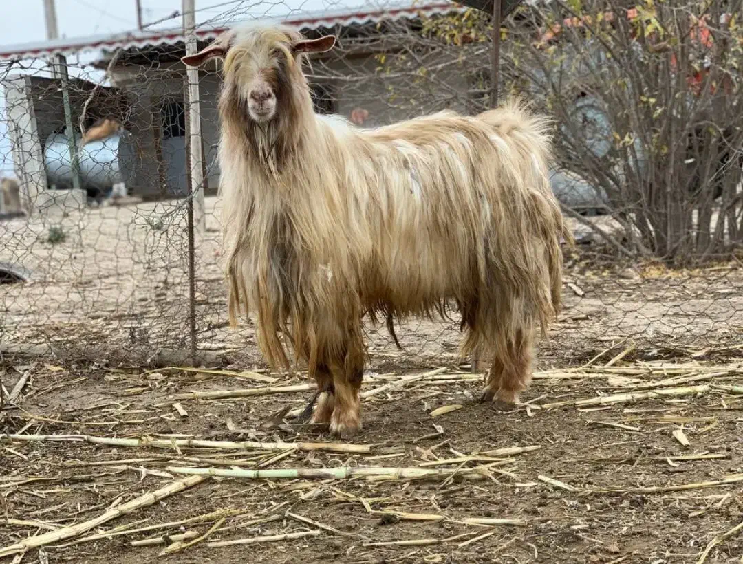 بزغاله نر|حیوانات مزرعه|اردبیل, |دیوار