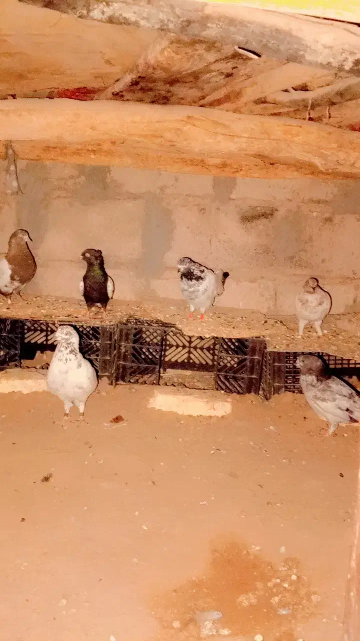 کفتر|پرنده|ریگان, |دیوار