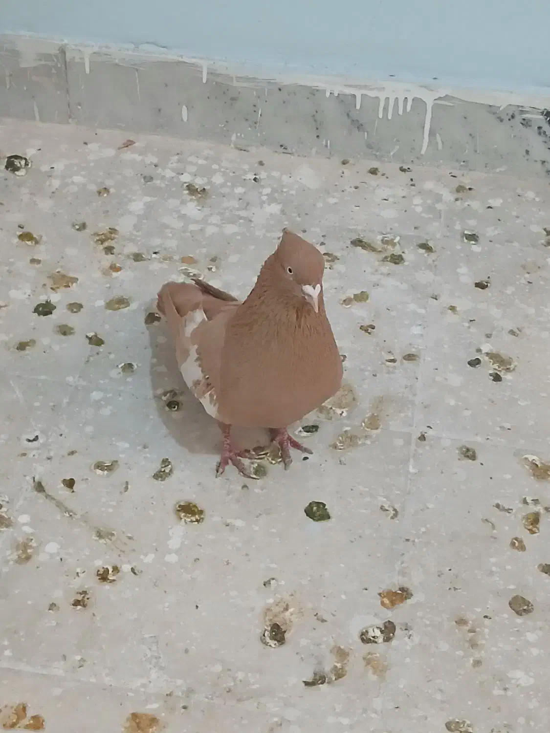 سرک زرد نر بی عیب|پرنده|شیراز, کوشک میدان|دیوار