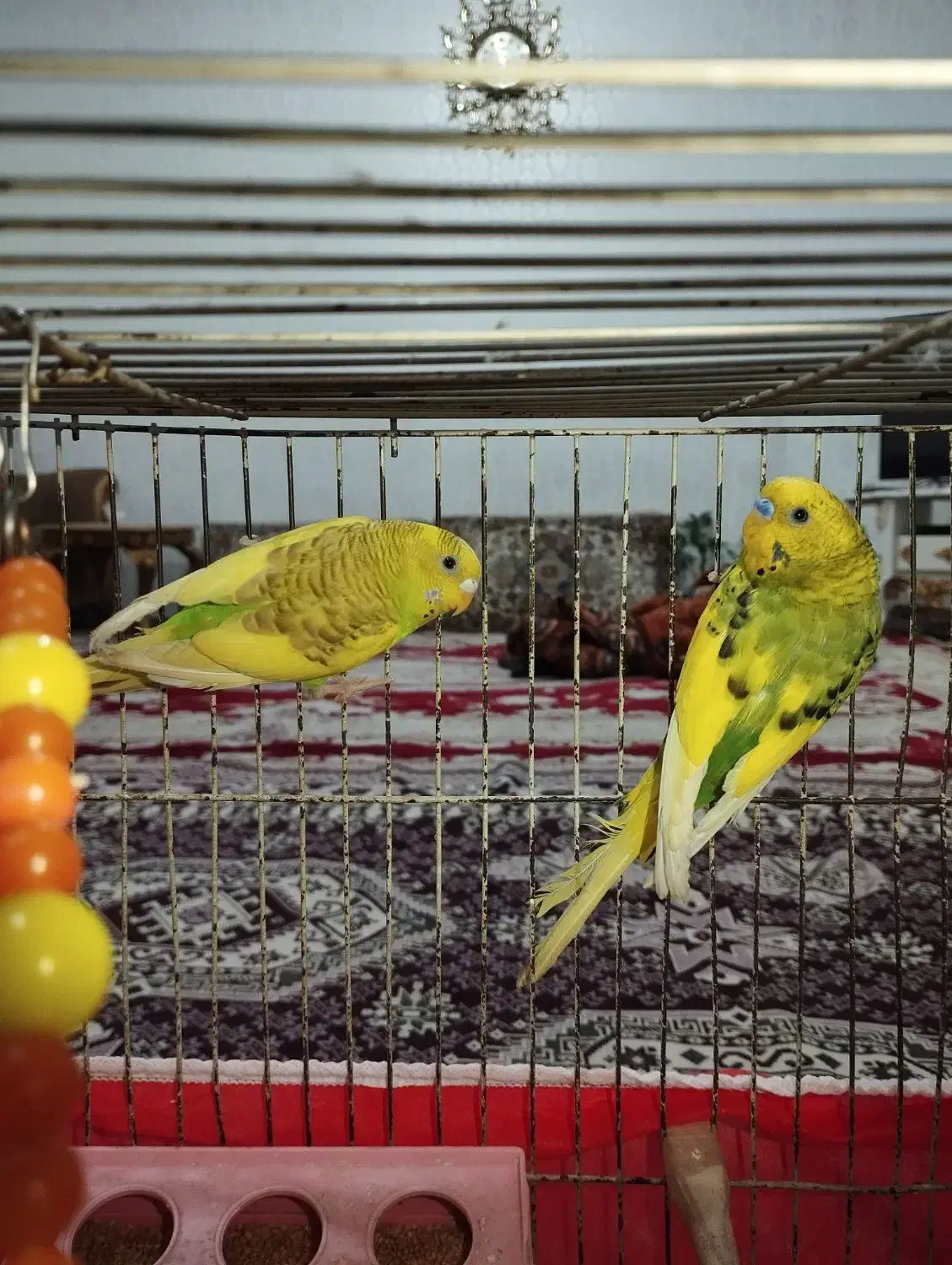 مرغ عشق|پرنده|تبریز, |دیوار