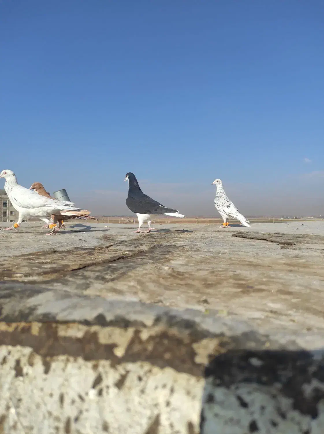 کبوتر|پرنده|اقبالیه, |دیوار