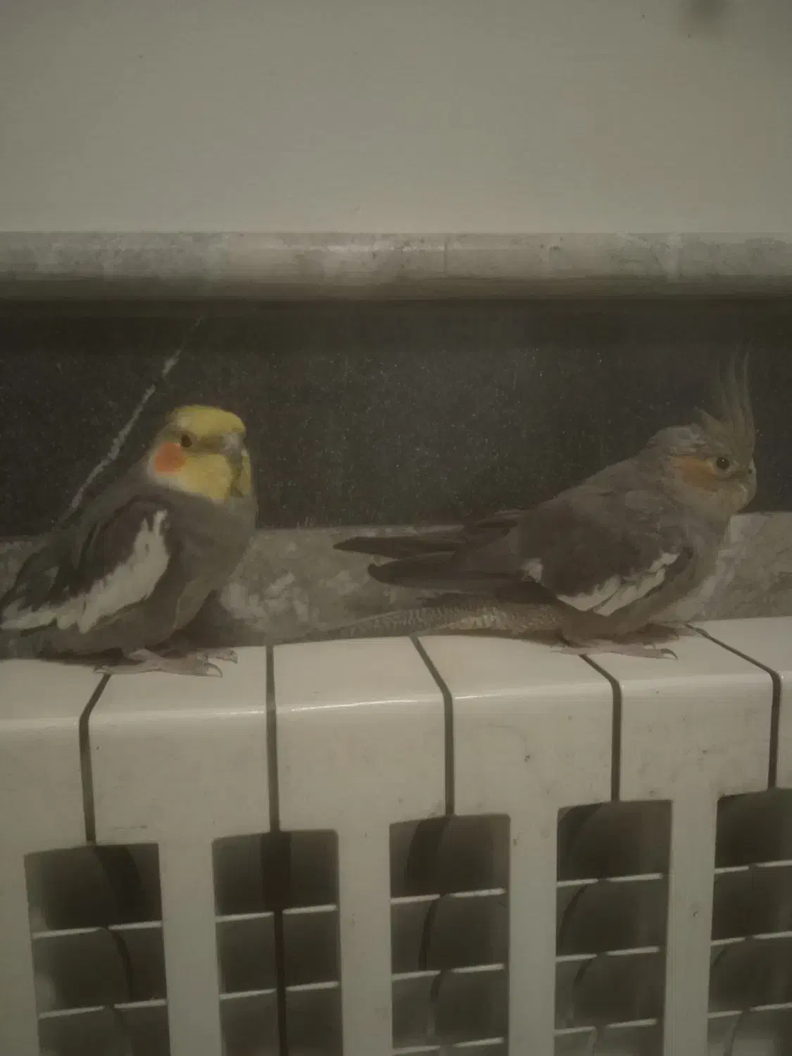 عروس هلندی|پرنده|رشت, سعدی (تختی)|دیوار