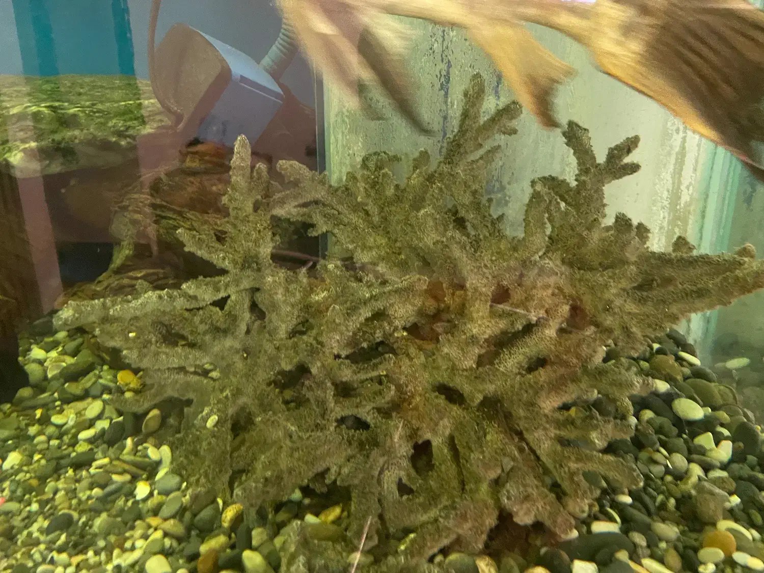 آکواریوم بزرگ|ماهی|گرگان, |دیوار