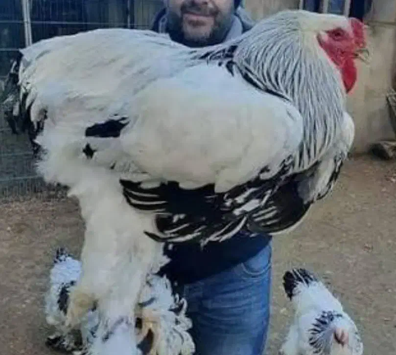 جوجه برهما اصل|حیوانات مزرعه|تربت جام, جامرود|دیوار