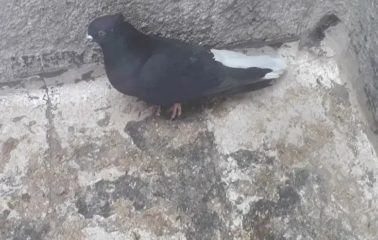 دم سفید|پرنده|مبارکه, |دیوار