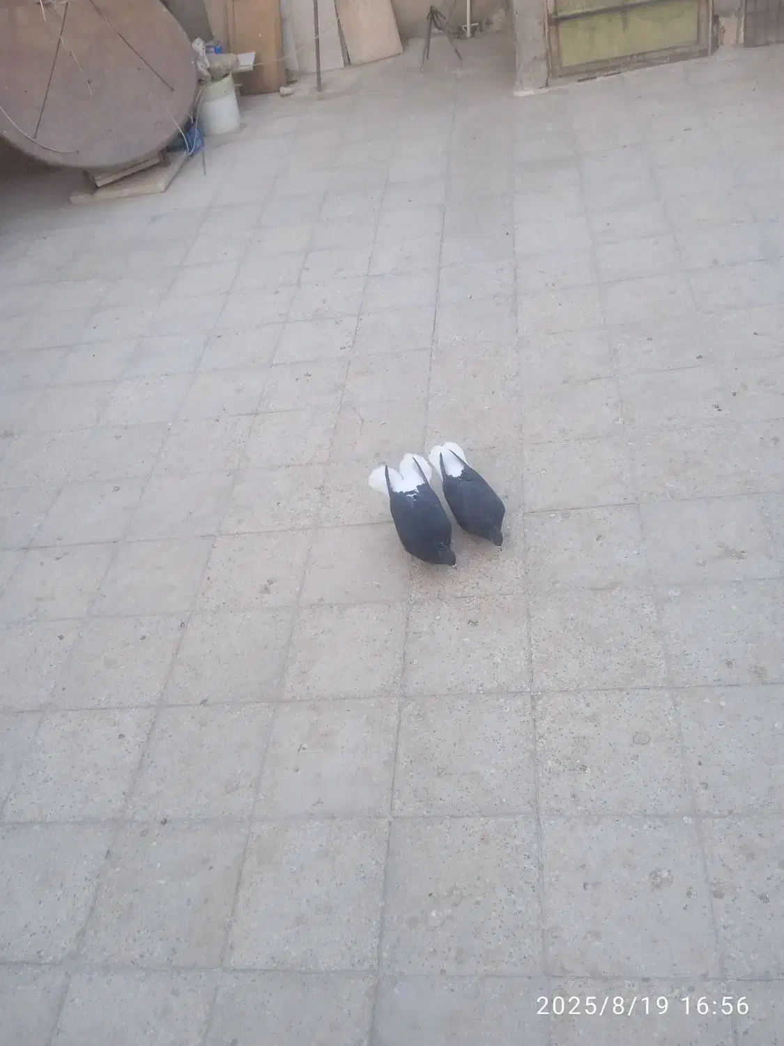 کبوتر|پرنده|اقبالیه, |دیوار