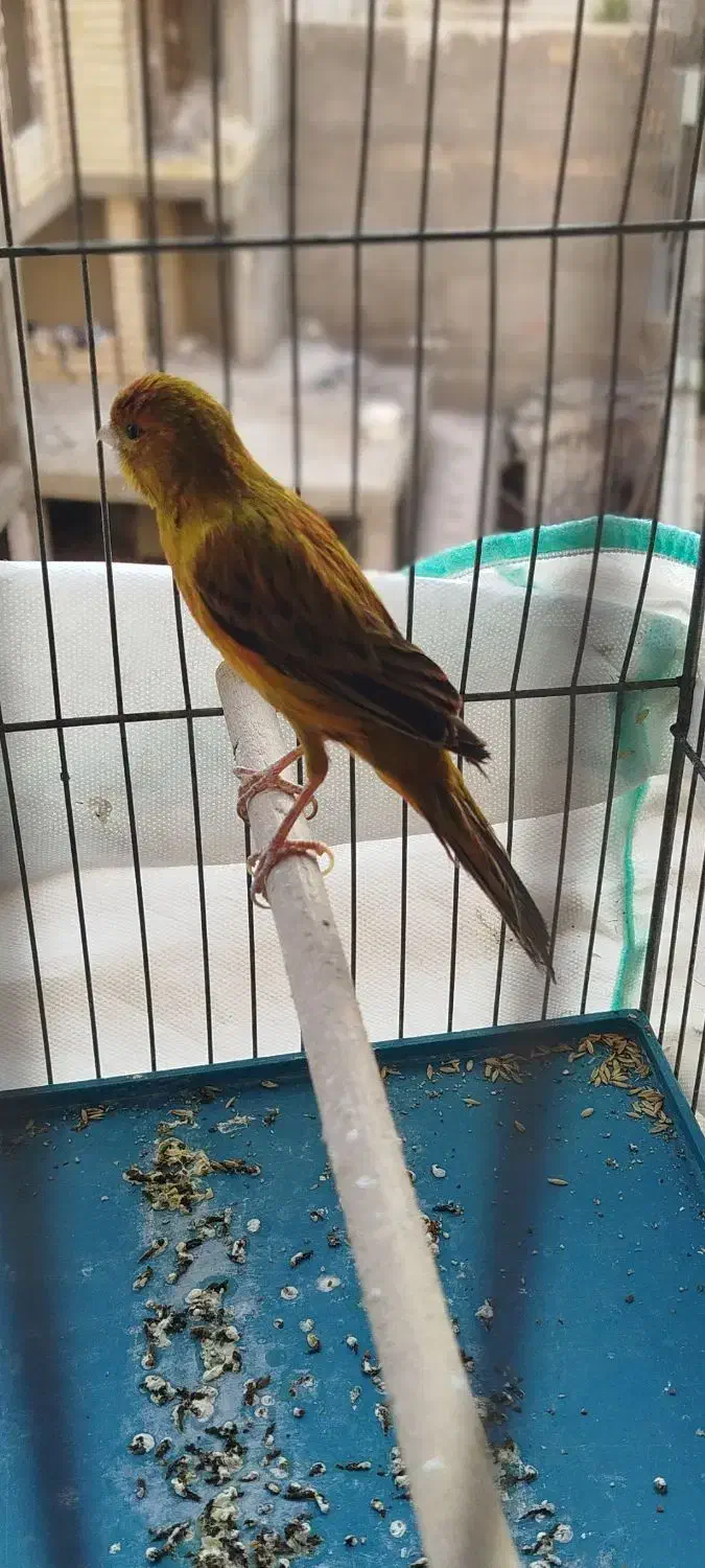 قناری سبز و رسمی ابلغ|پرنده|شیراز, شهرک بهشتی|دیوار