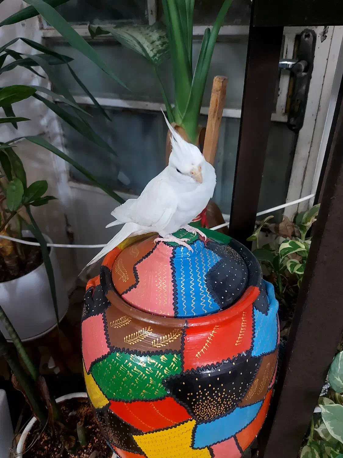 عروس هلندی آلبینو|پرنده|جهرم, |دیوار