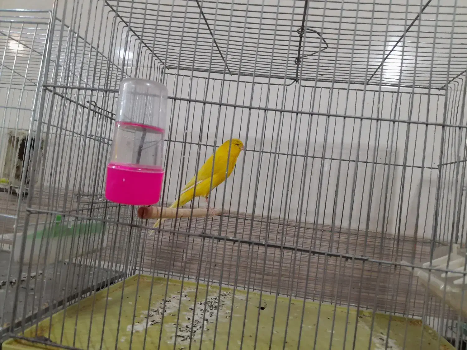 قناری سرای توکلی  فرخشهر|پرنده|فرخ‌شهر, |دیوار