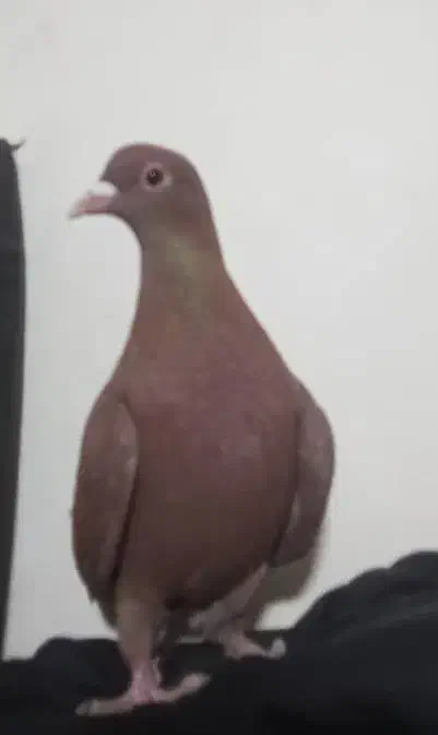 گلی دم سفید|پرنده|زرند, |دیوار