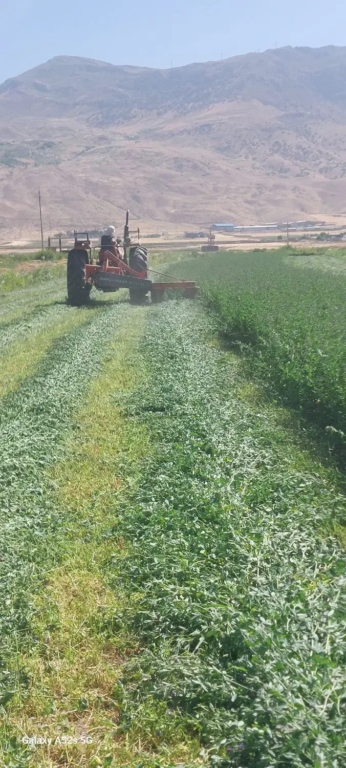 یونجه درجه یک|حیوانات مزرعه|دورود, |دیوار