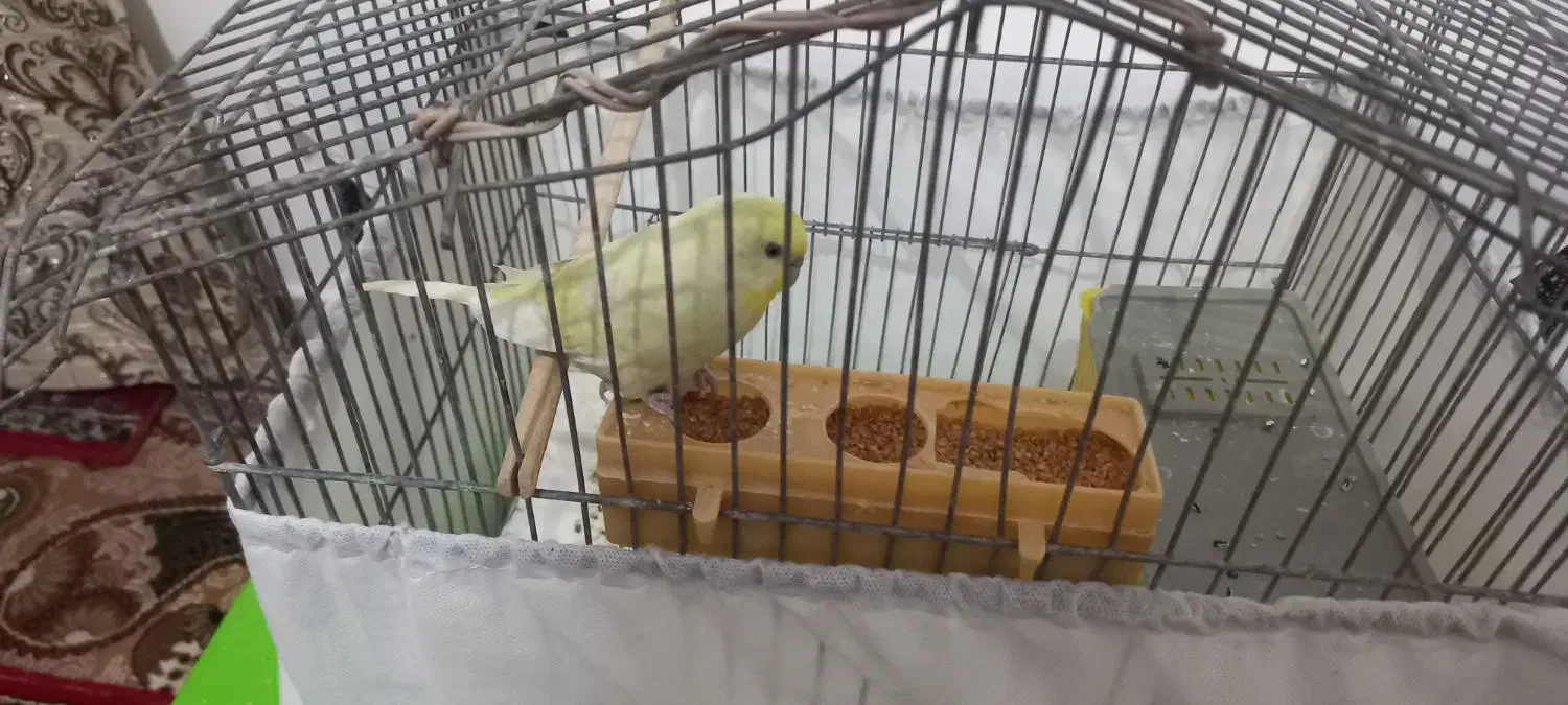 فروش مرغ عشق نر|پرنده|طبس, |دیوار