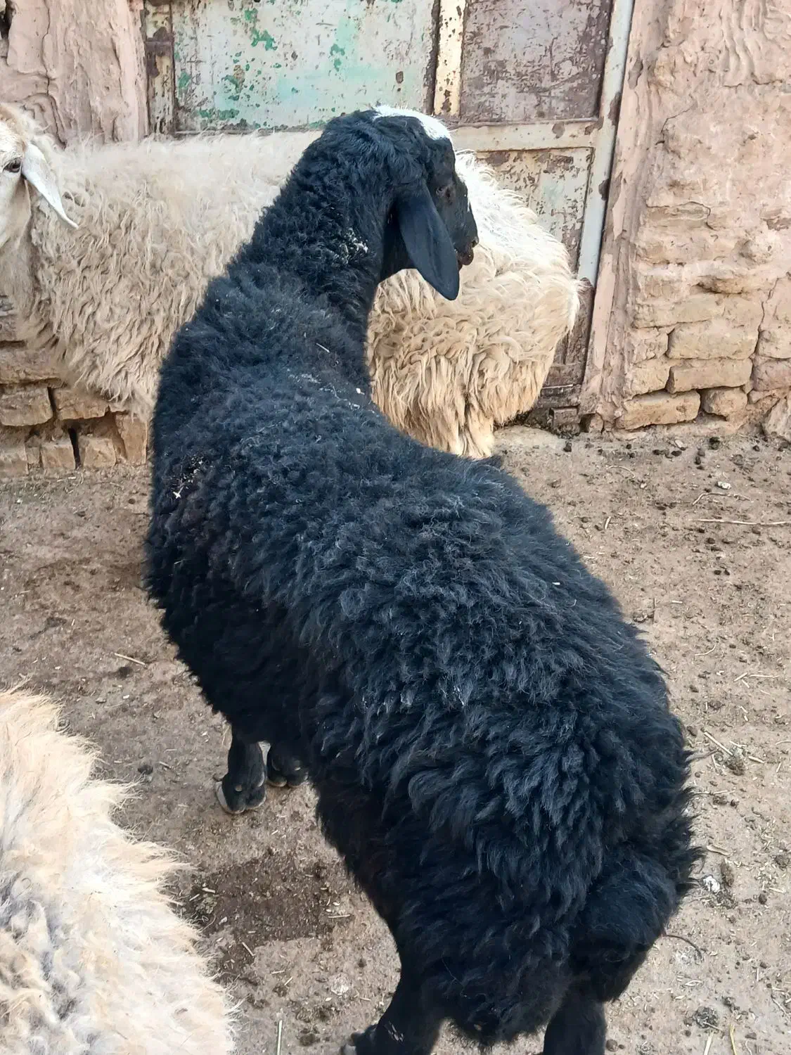 بره قوچ های هترو و همو|حیوانات مزرعه|اسفراین, |دیوار