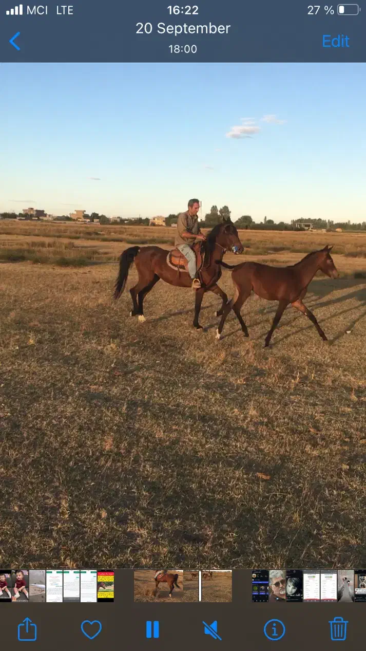 فروش اسب مادیون عالی|اسب و تجهیزات اسب‌سواری|ارومیه, |دیوار