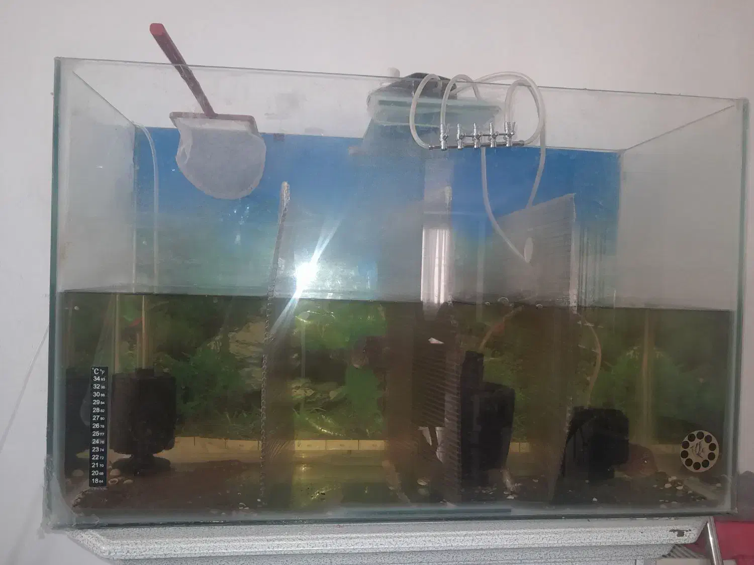 اکواریوم|ماهی|شاهدشهر, |دیوار