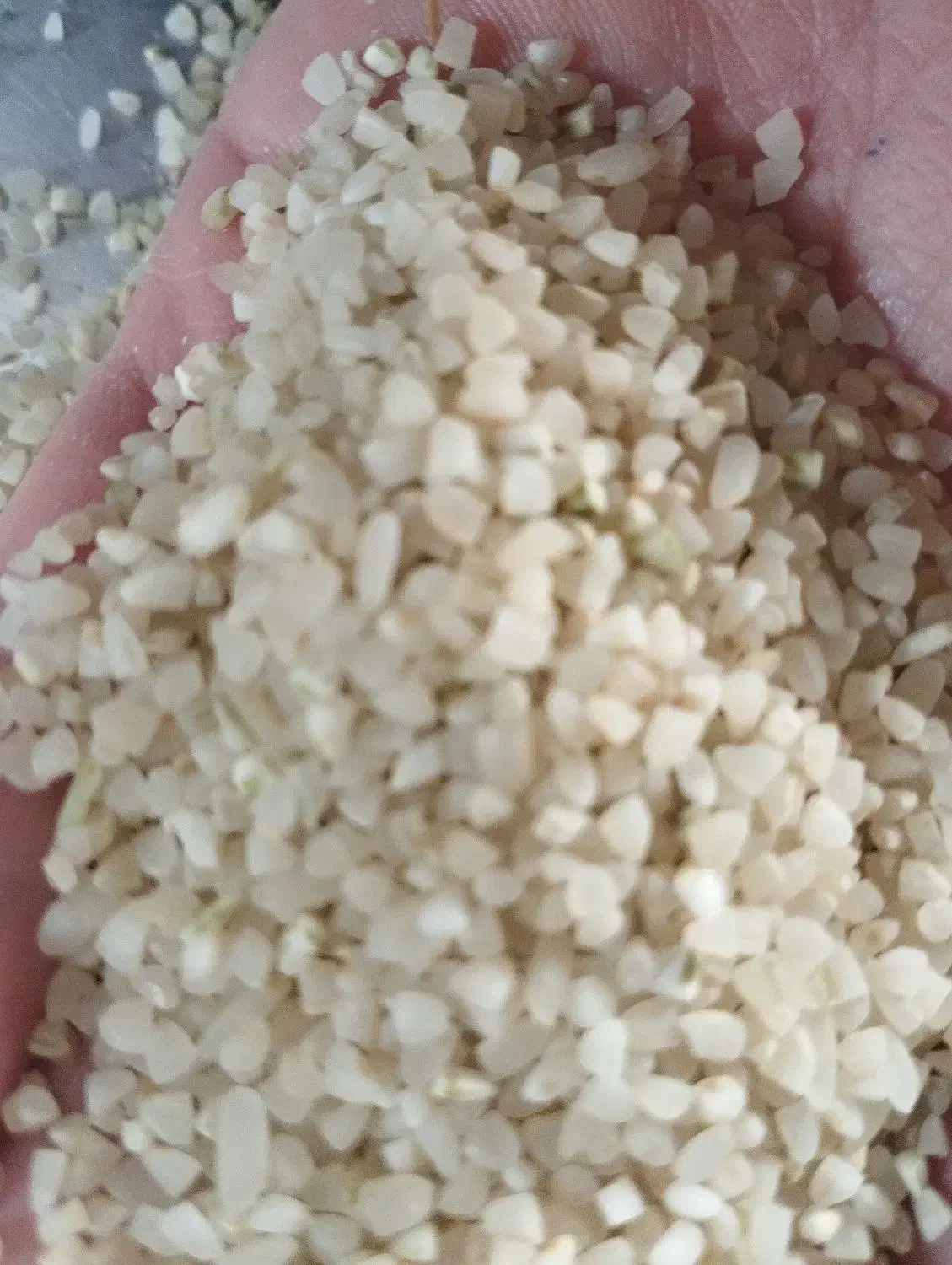 خرده برنج اصل کامفیروز|خوردنی و آشامیدنی|شیراز, گویم|دیوار