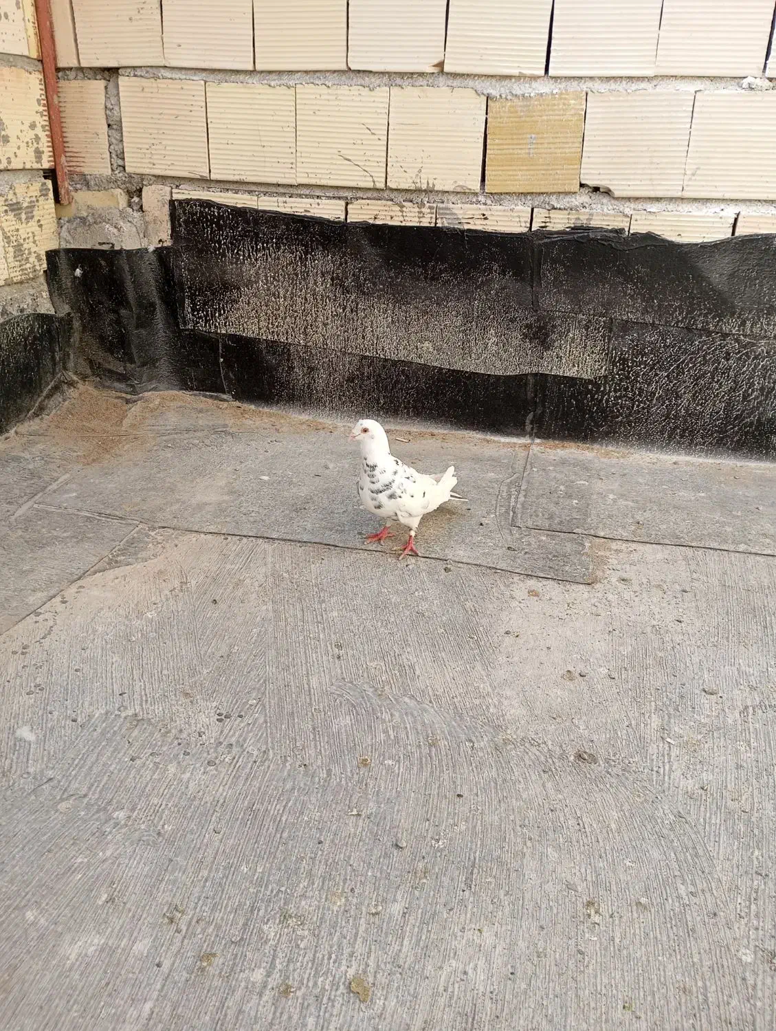 کفترخوشتیپ|پرنده|مشهد, تربیت (صدف)|دیوار