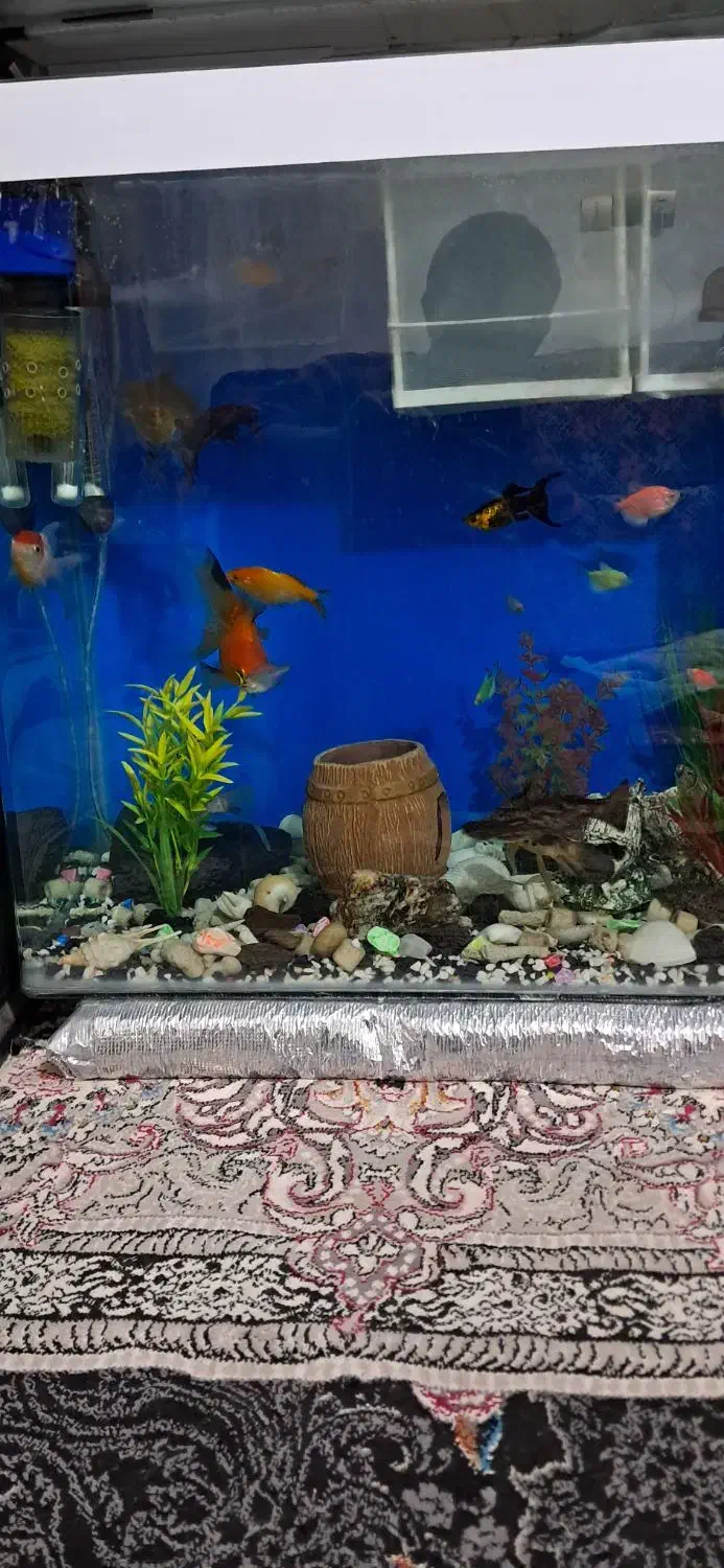 اکواریوم  با مقداری وسایل چون جا ندارم گذاشتم|ماهی|پاکدشت, پاکدشت (مامازند)|دیوار