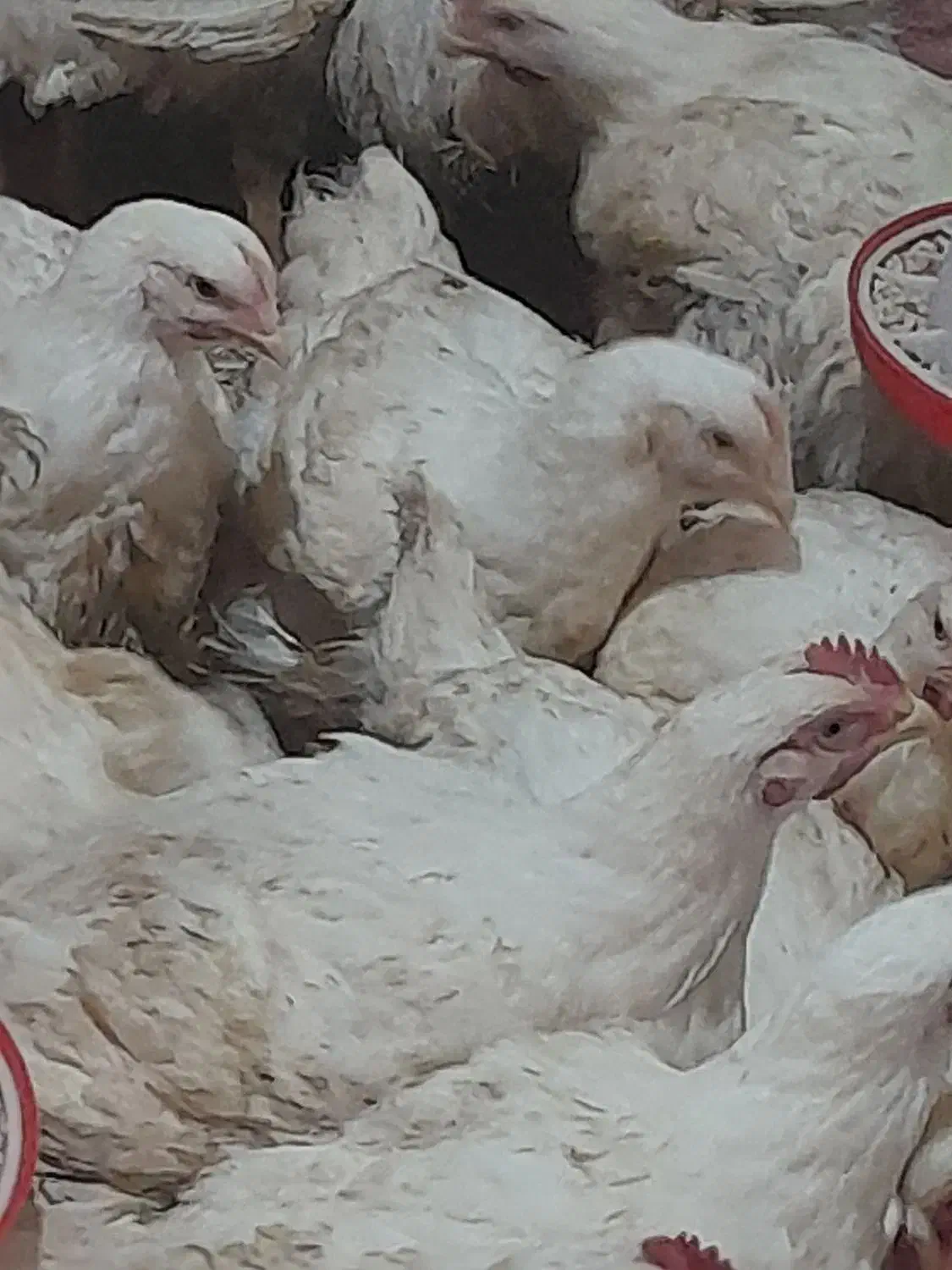 مرغ گوشتی ارگانیک|حیوانات مزرعه|قائمشهر, |دیوار