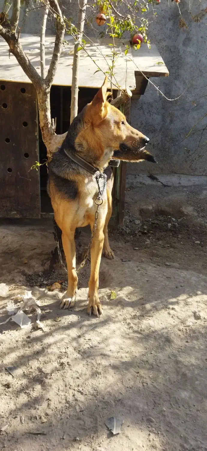 سگ ژرمن نگهبان|سگ|رباطکریم, شهرستانک|دیوار