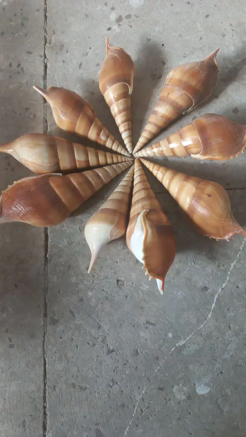 صدف تزیینی|صنایع دستی و سایر لوازم تزئینی|تهران, شمشیری|دیوار