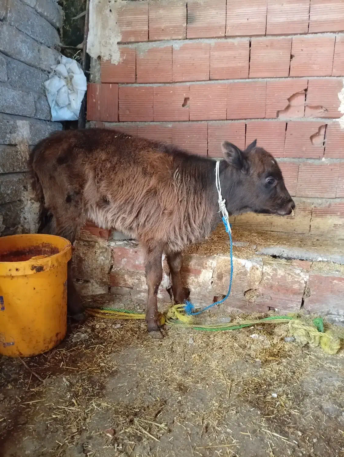 گوساله ماده فروشی|حیوانات مزرعه|ارشق, |دیوار