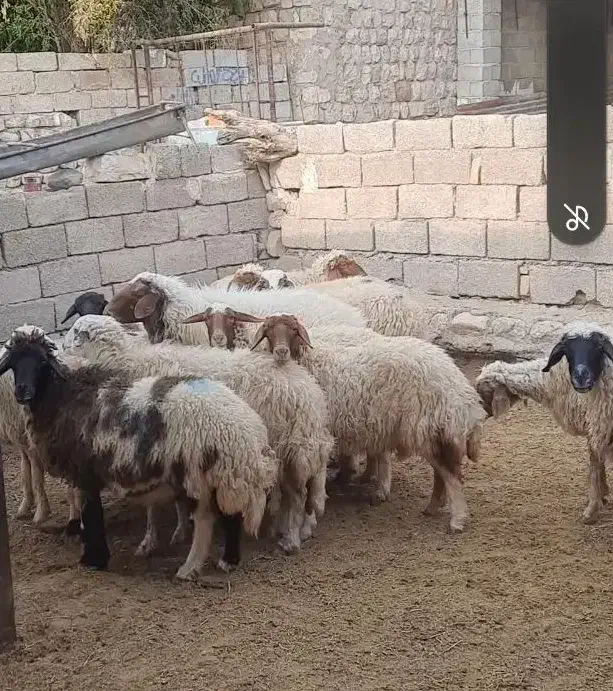 میش داشتی|حیوانات مزرعه|آبدانان, |دیوار