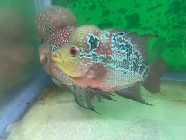 ماهی فلاور|ماهی|زنجان, |دیوار