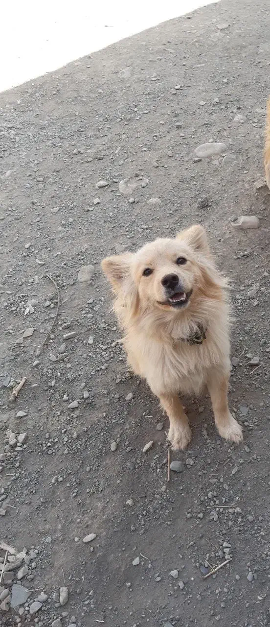 سگ پامر روباهی|سگ|هشتگرد, شهرک جهان ویلا (درخشانیه)|دیوار