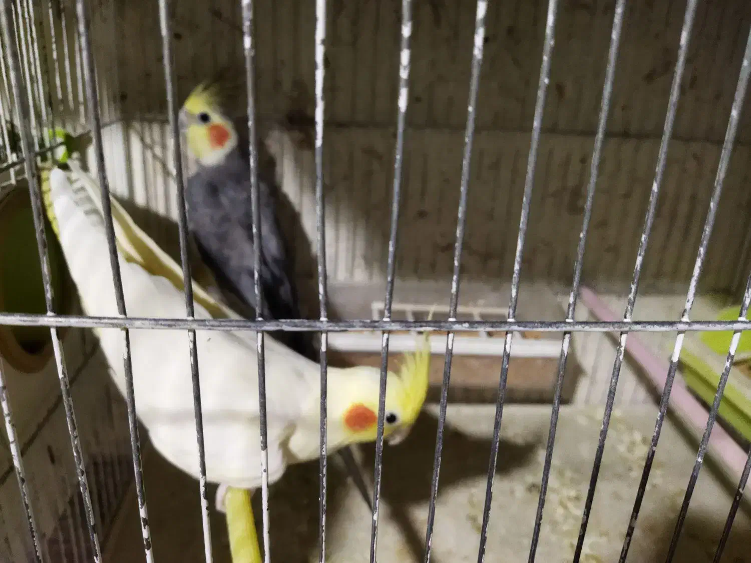 عروس|پرنده|اردبیل, |دیوار