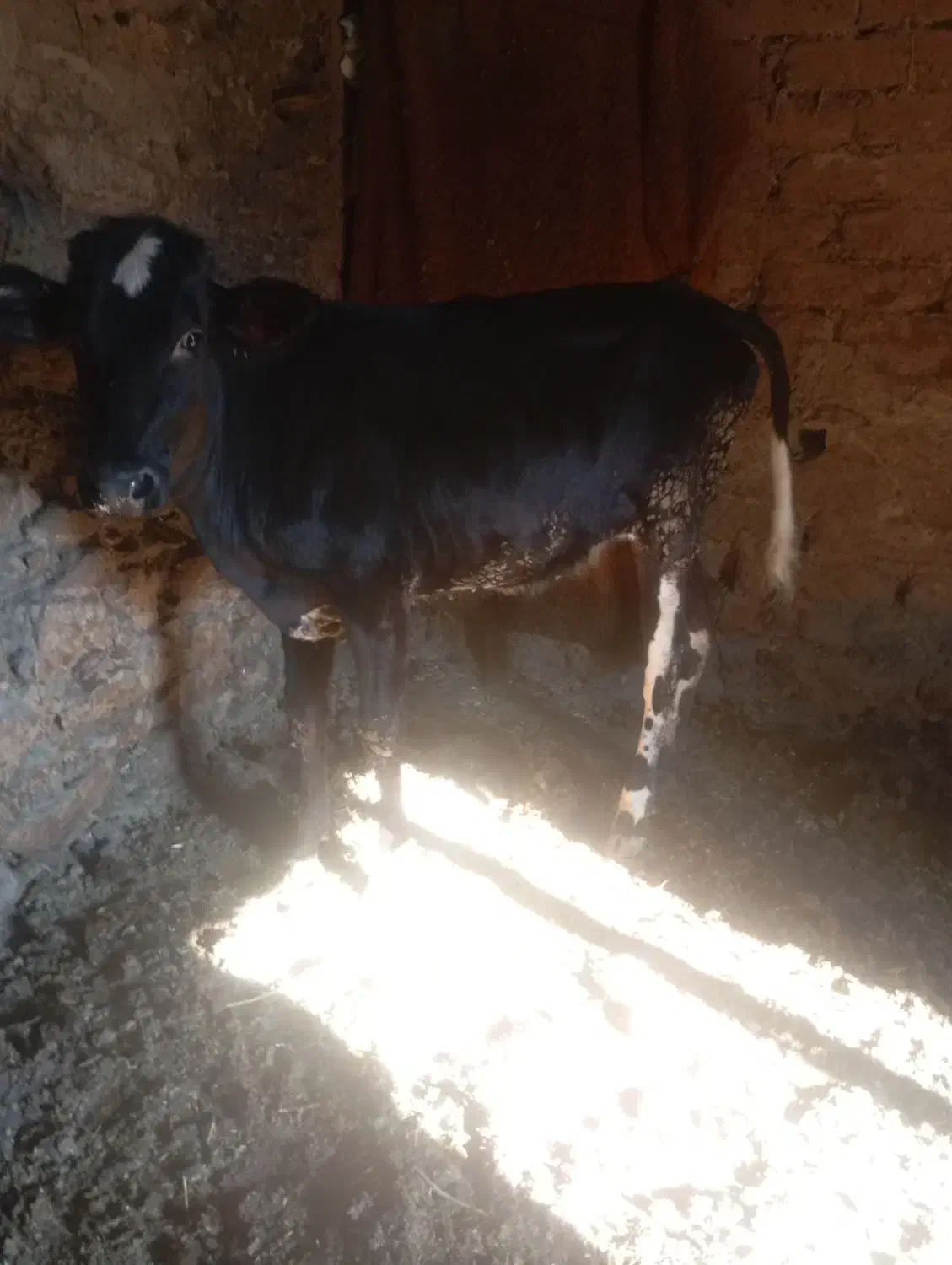 گوساله دورگ 129کیلو|حیوانات مزرعه|سروآباد, |دیوار