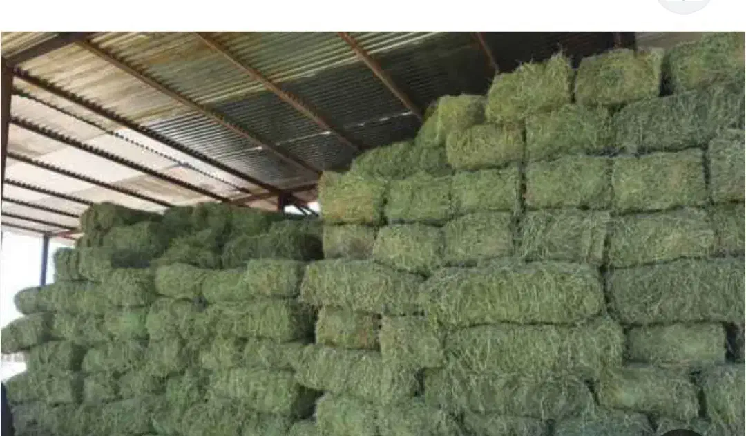 خوراک دام|لوازم جانبی حیوانات|میاندوآب, |دیوار