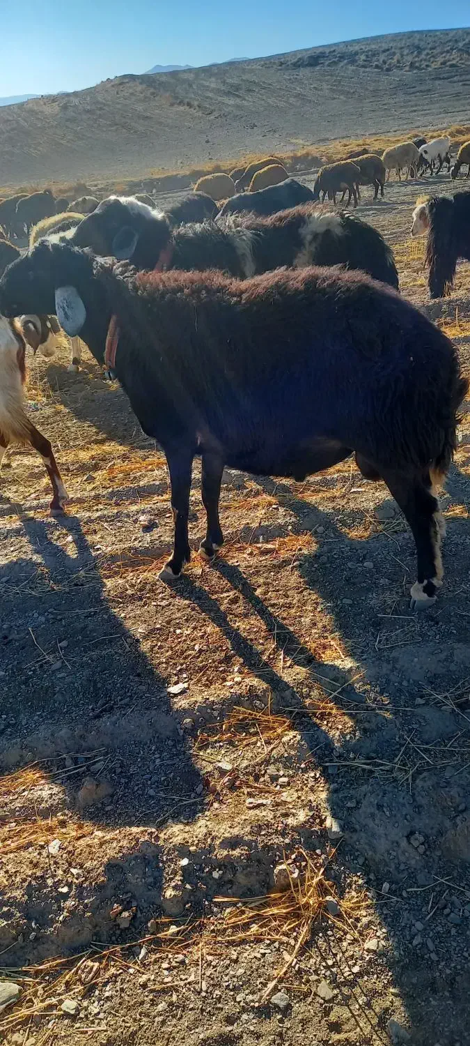 بر قوچ برا گله|حیوانات مزرعه|ملایر, |دیوار