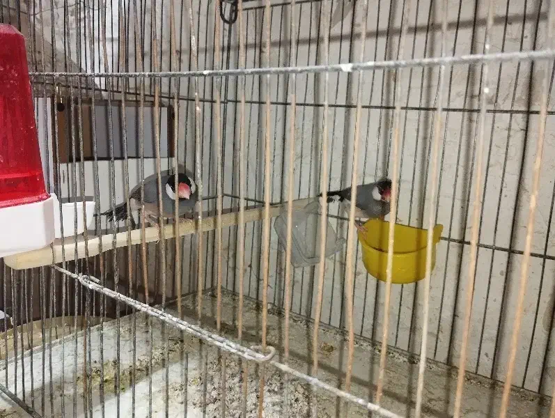 فنچ نرگسی اورنج بنگالی و معمولی|پرنده|شاهرود, |دیوار