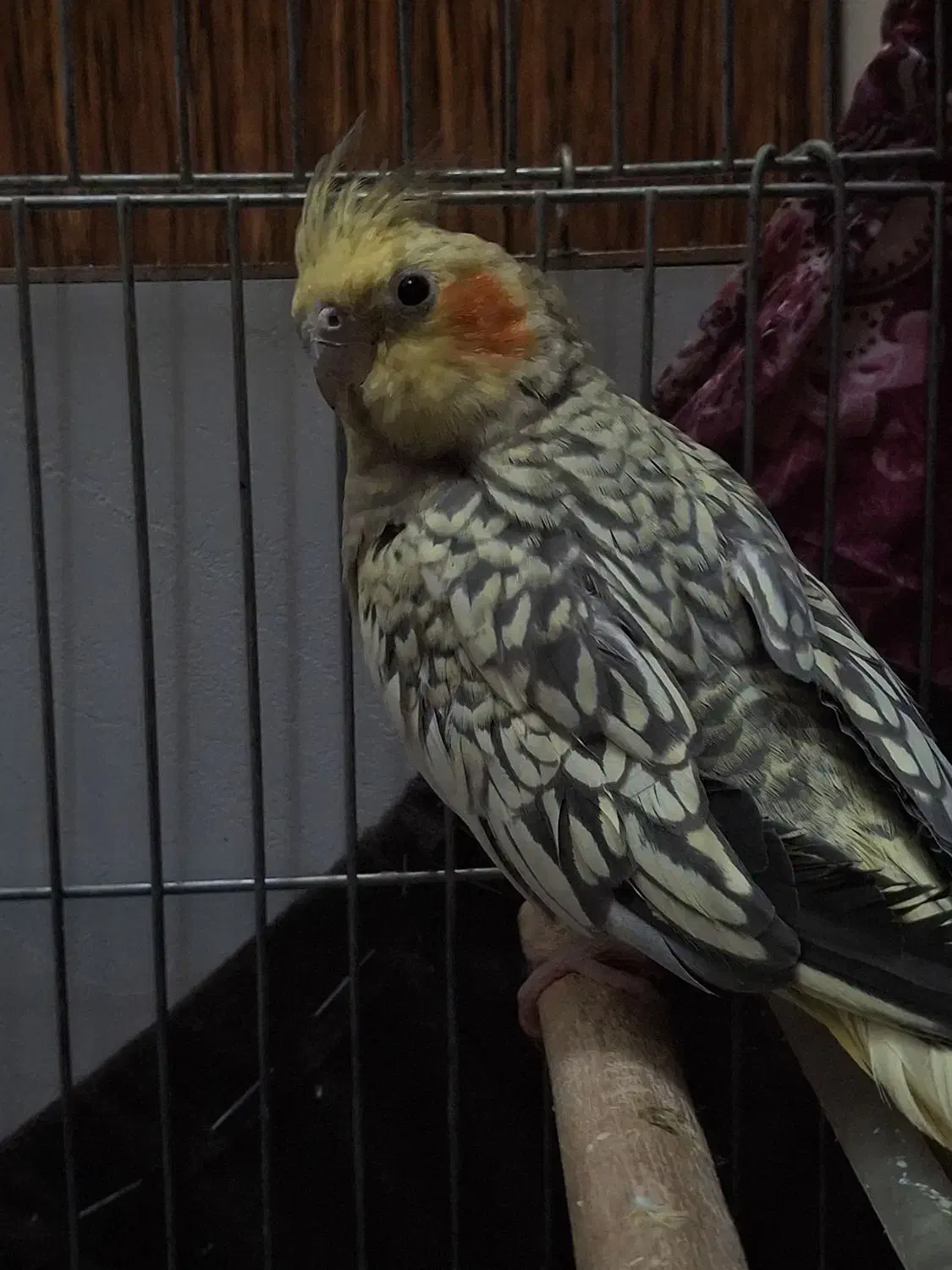 عروس هلندی|پرنده|قرچک, شهرک الحدید|دیوار