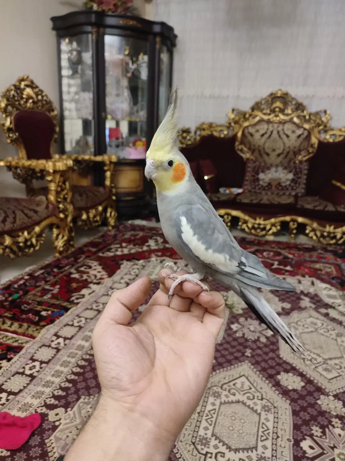 عروس هلندی|پرنده|سهند, |دیوار