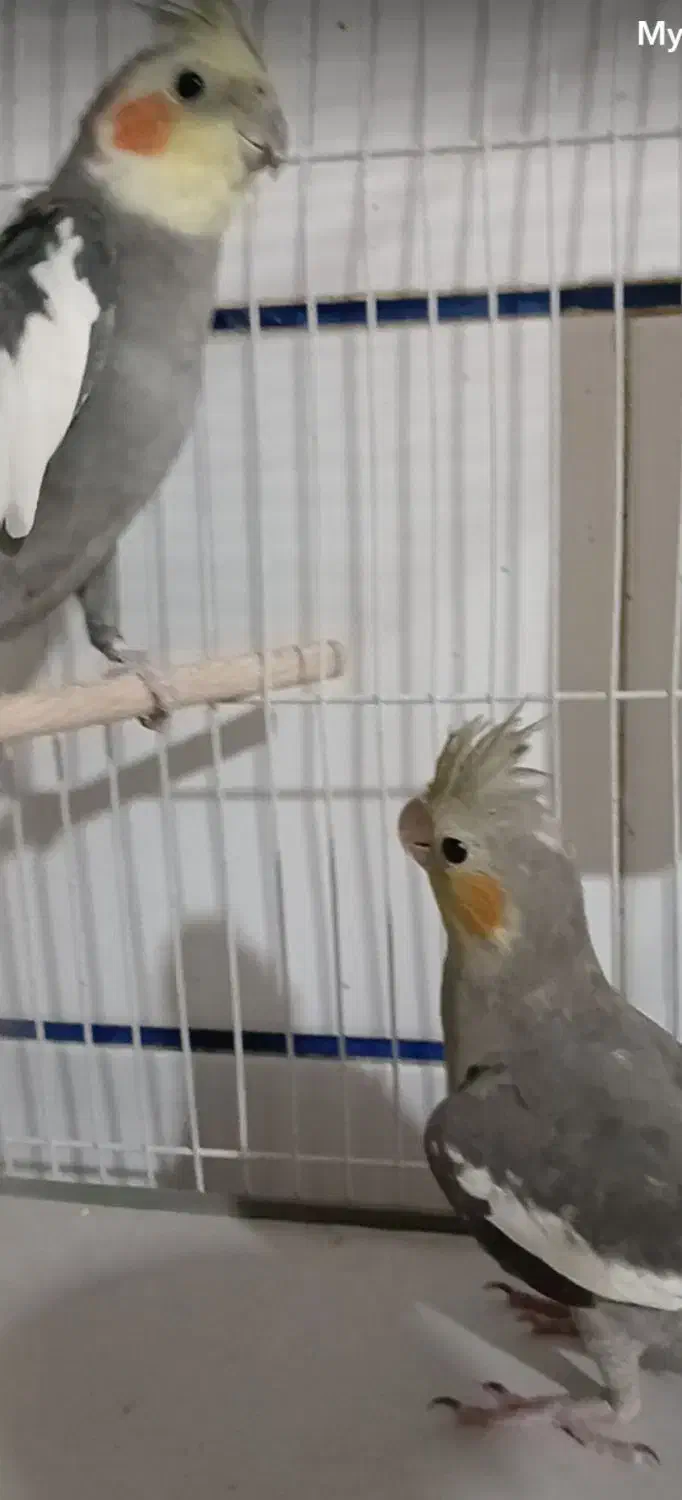 عروس هلندی|پرنده|جیرفت, |دیوار