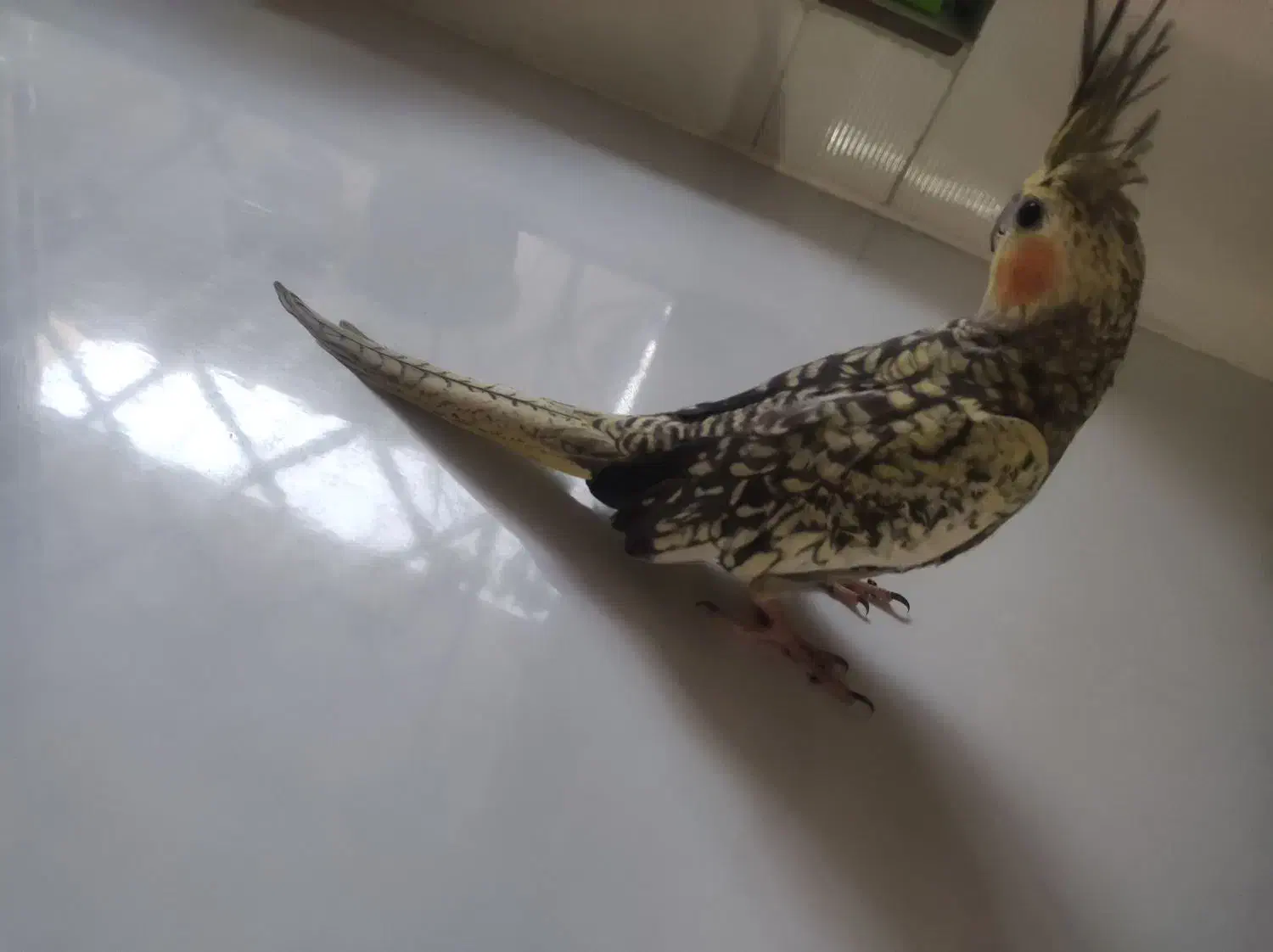 معاوضه مرغ|پرنده|بندر کنگان, |دیوار