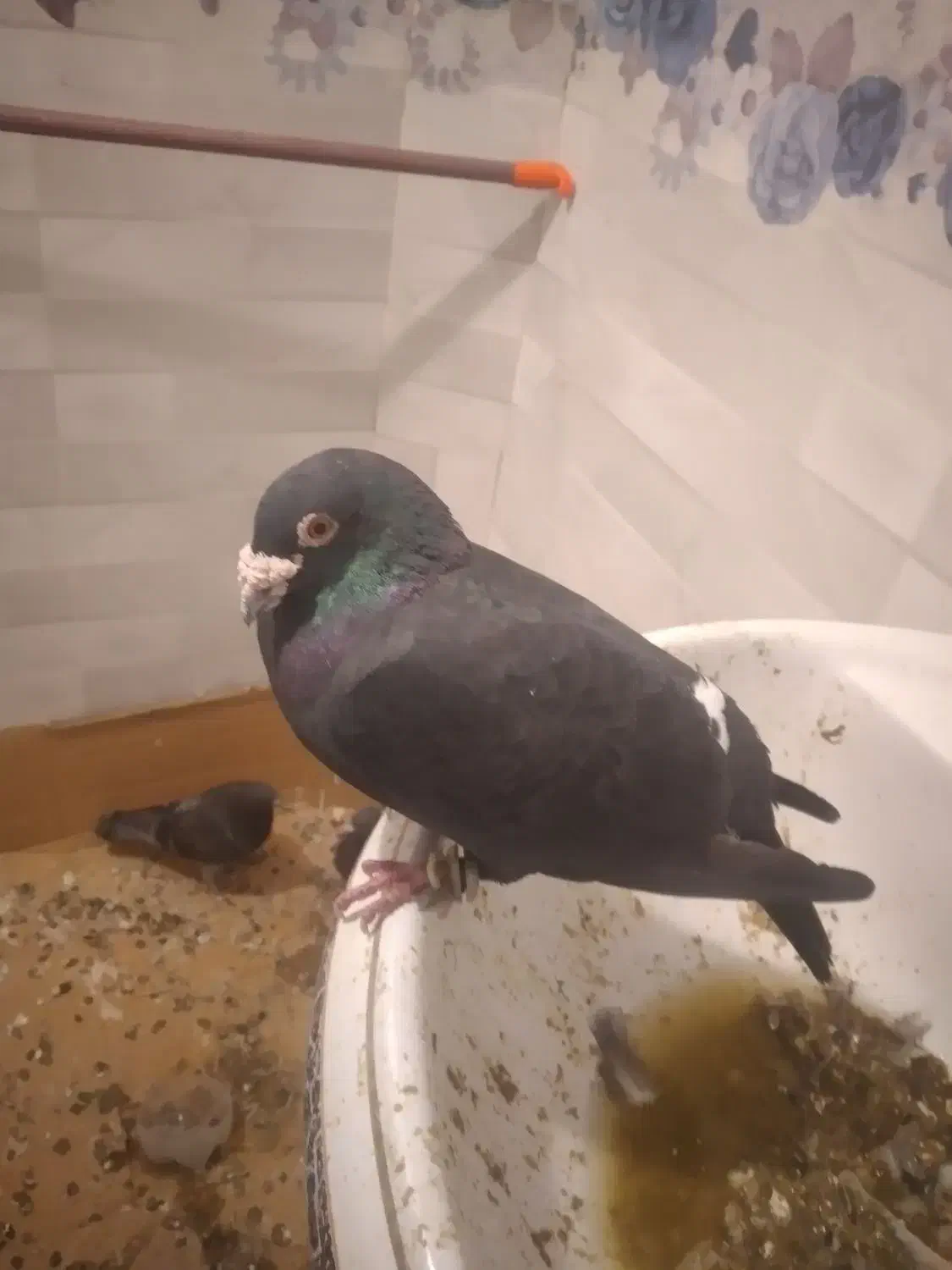 کفتر زاغ شپر|پرنده|قائن, |دیوار