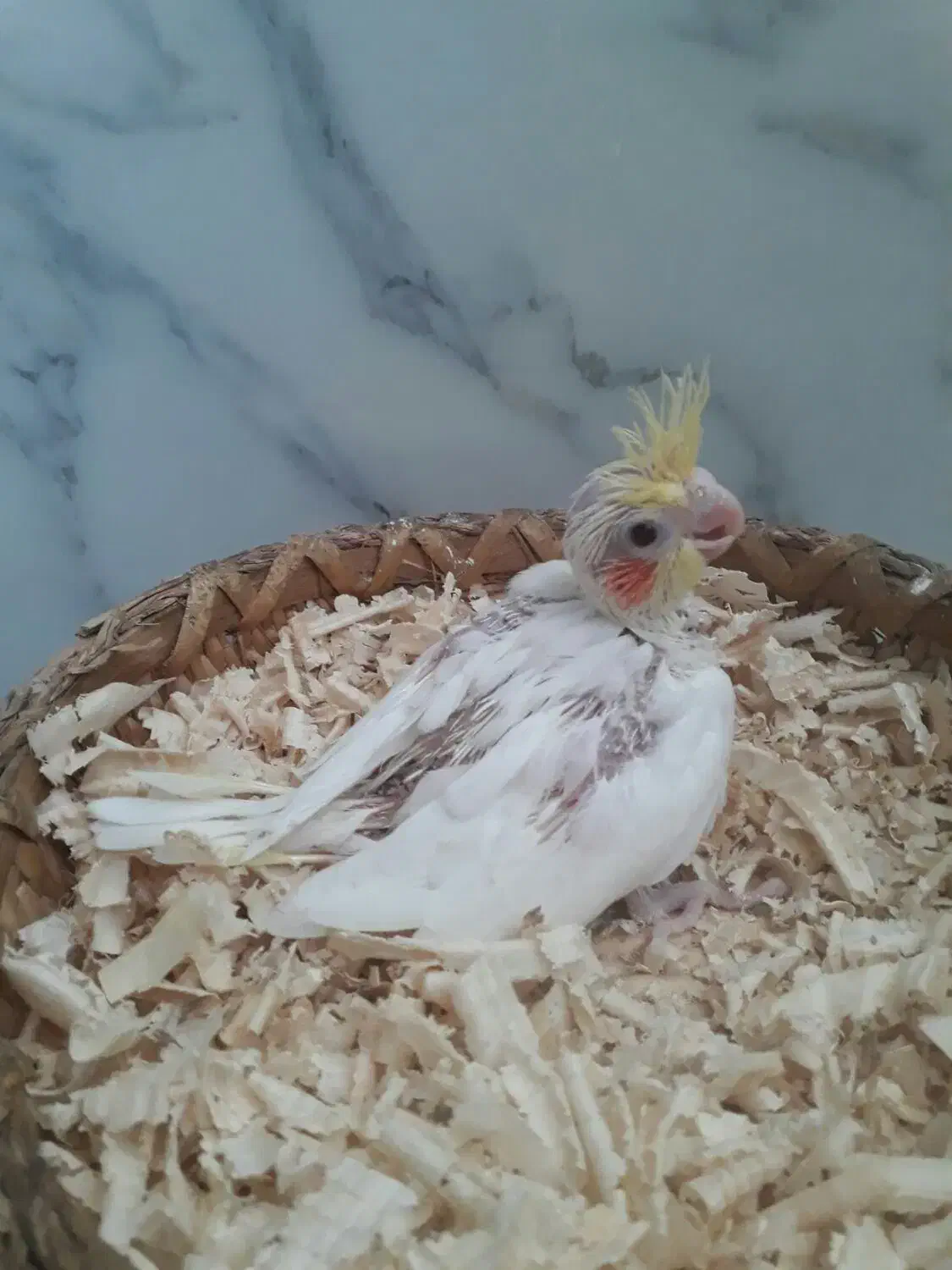 عروس هلندی|پرنده|قشم, |دیوار