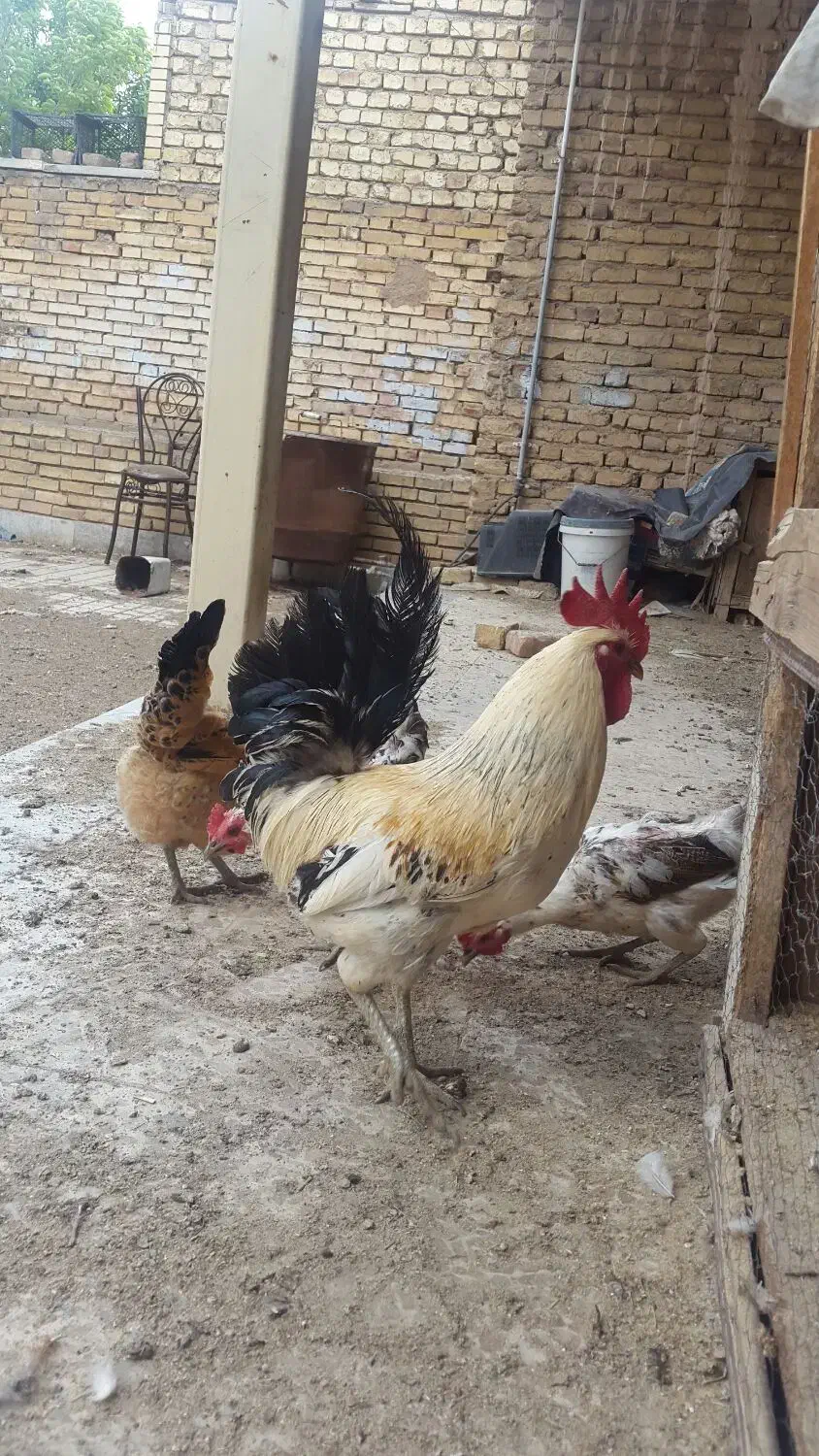 خروس لری اصیل قلم سبز|حیوانات مزرعه|مبارکه, |دیوار